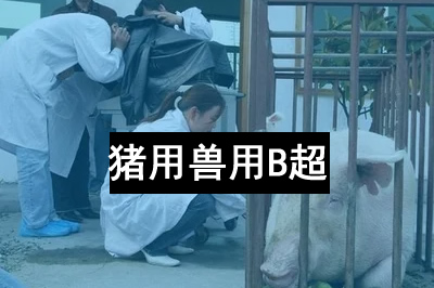 教您怎樣使用獸用B超機？