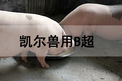 豬場(chǎng)獸用B超機(jī)怎么使用檢查懷孕母豬?