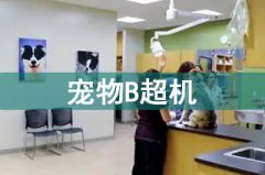 寵物貓做b超多少錢一次?