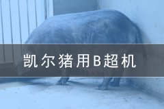 獸用b超機(jī)會(huì)給養(yǎng)豬場(chǎng)帶來(lái)哪些效益?